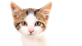 Fabien LIPOMI - FABIEN LIPOMI