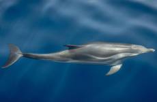 Rodolphe SERRES - RODOLPHE SERRES